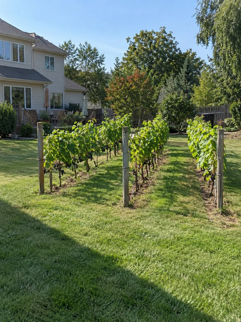 Illustration of grapevines growing beside a backyard garden